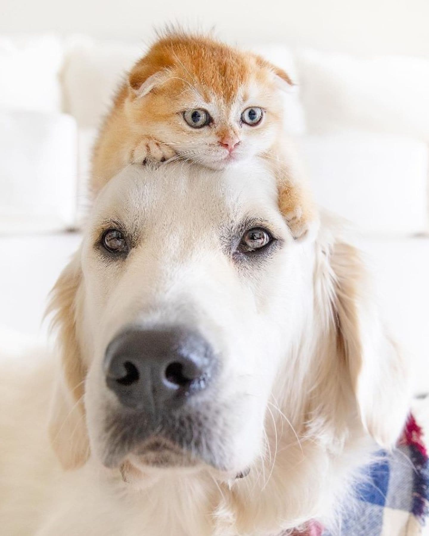 kitten on dogs head