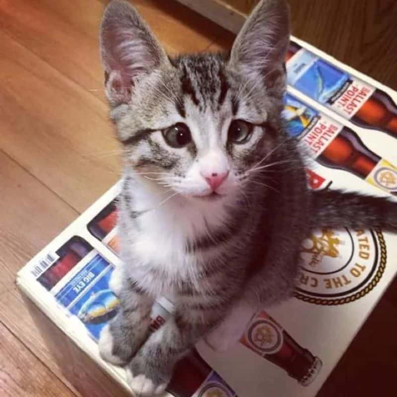 kitten sitting on a box