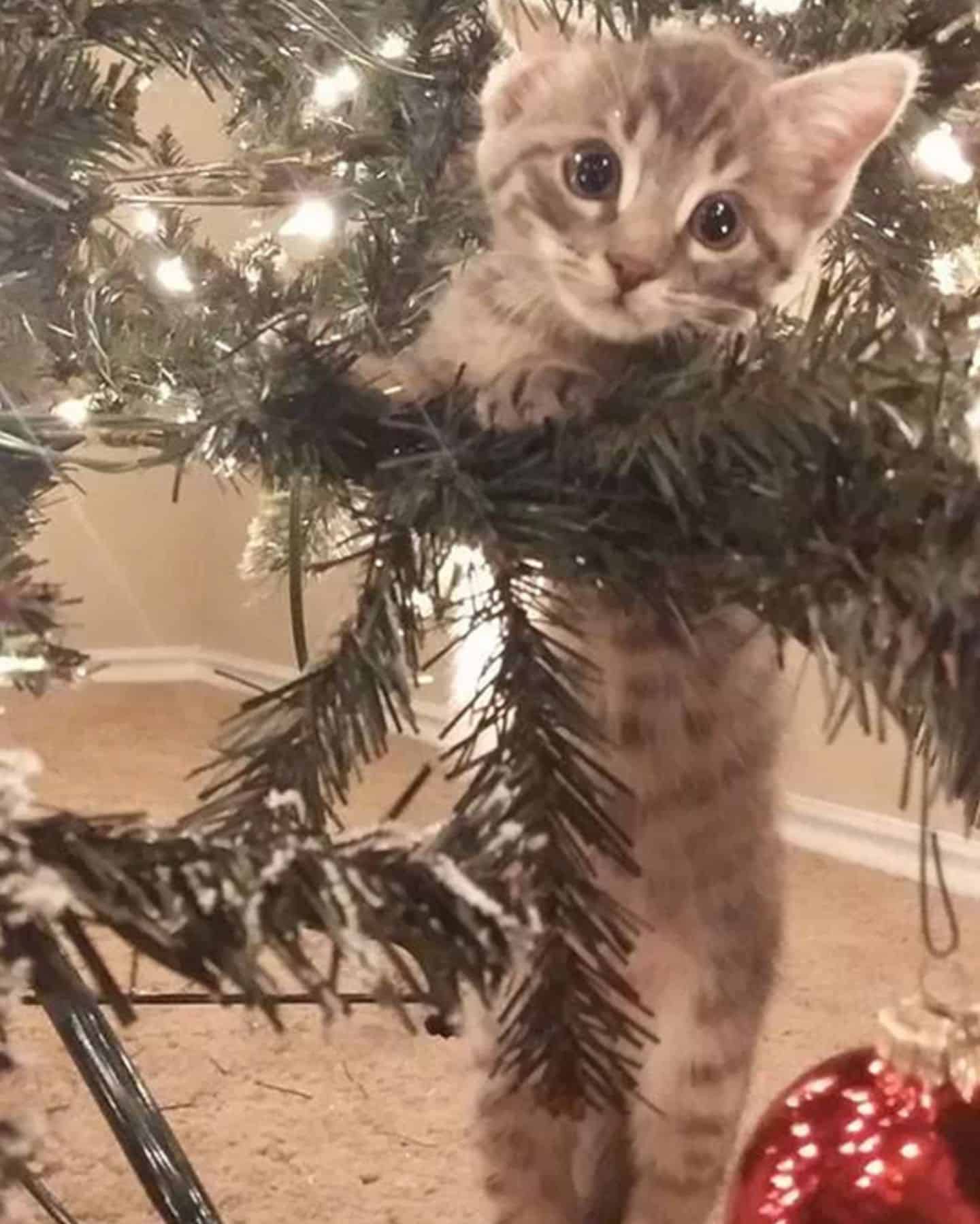 kitten trying to climb a christmas tree