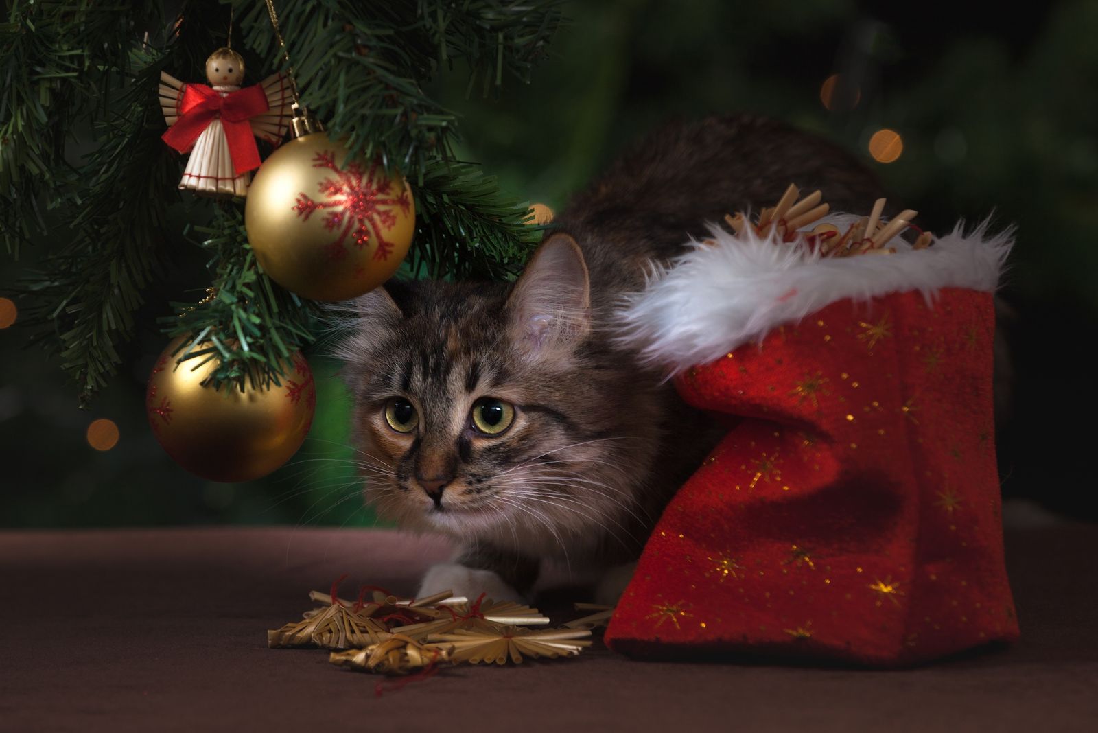 kitten under a christmas tree