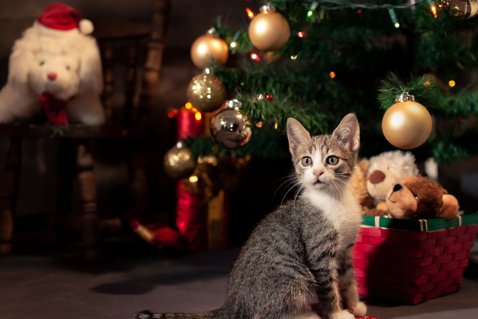 kitten under a tree