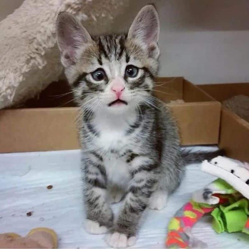 kitten with worried eyes sitting