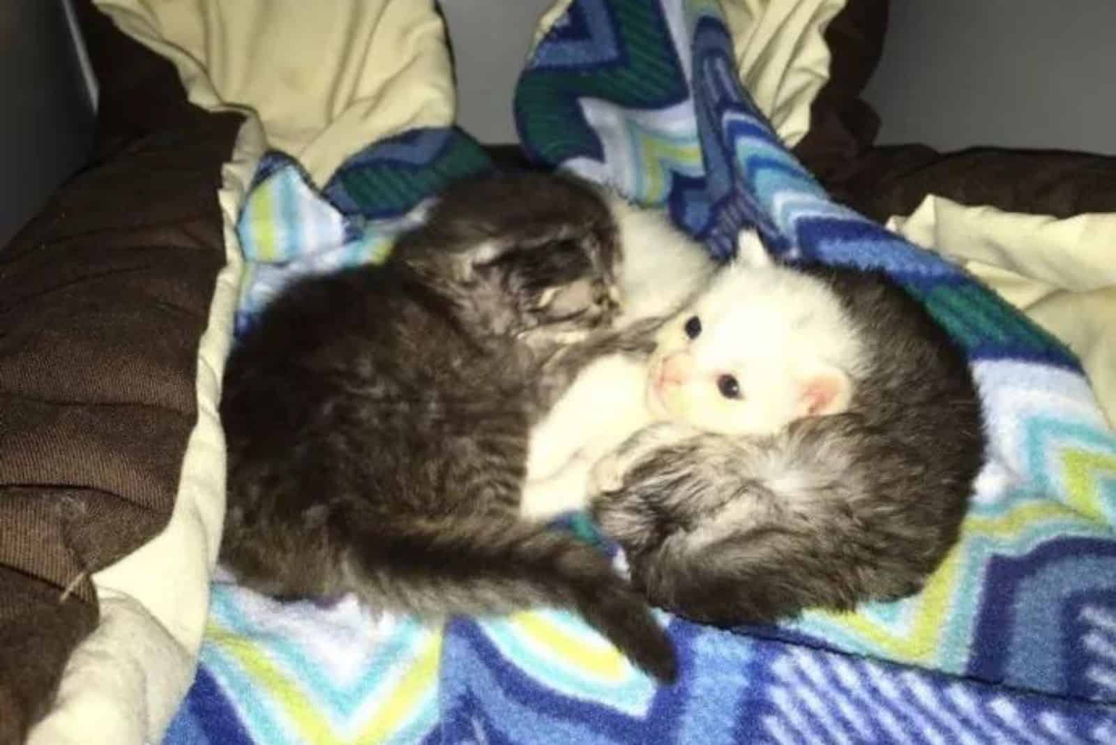 kittens curled up on the bed