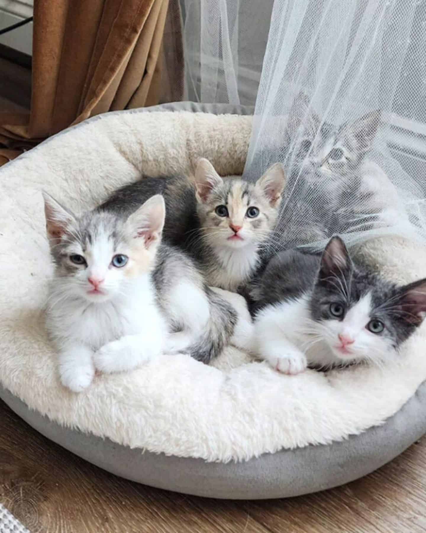 kittens in a cat bed
