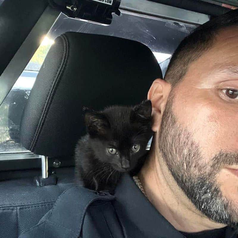 little kitten on officers shoulder