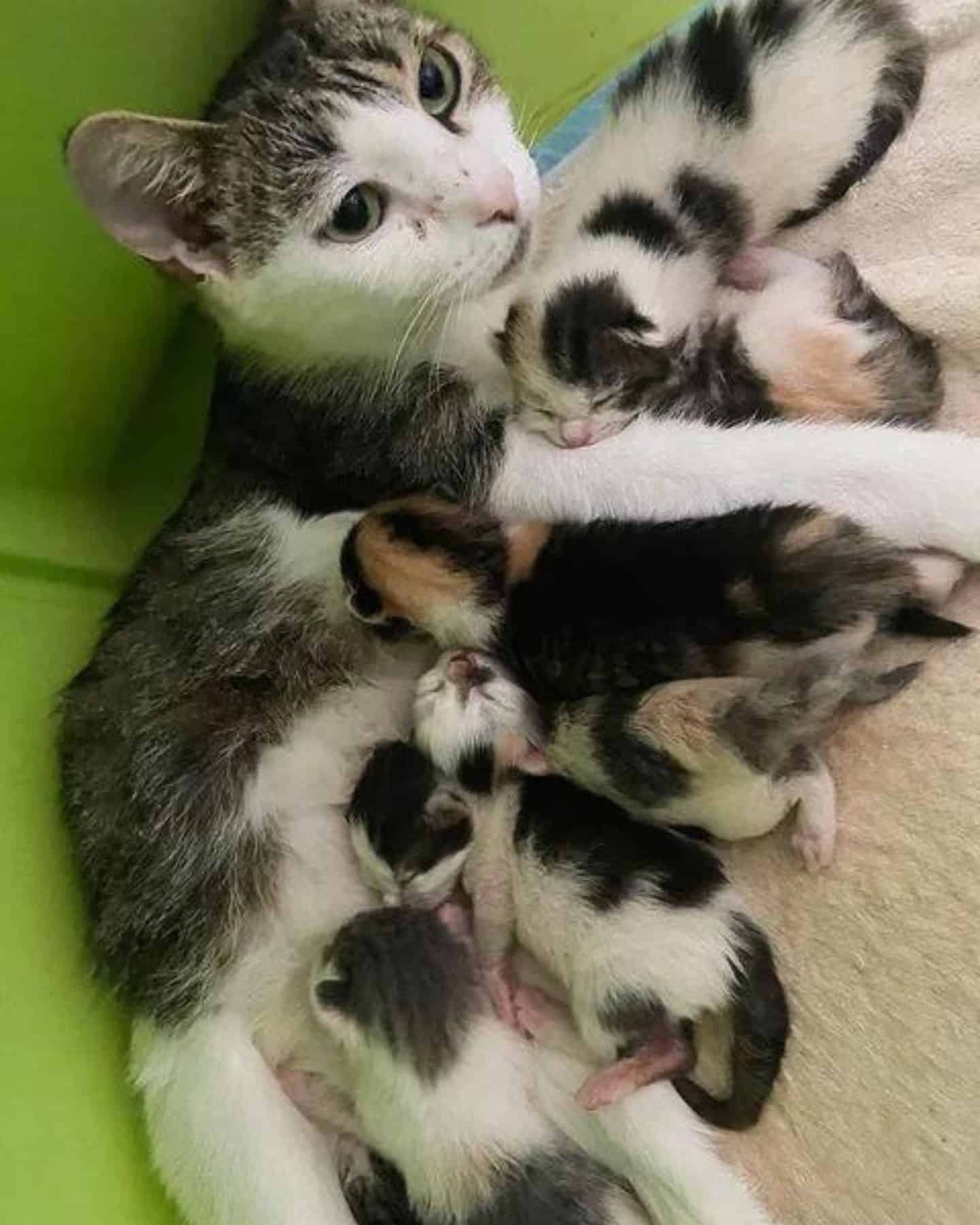 mama cat with kittens