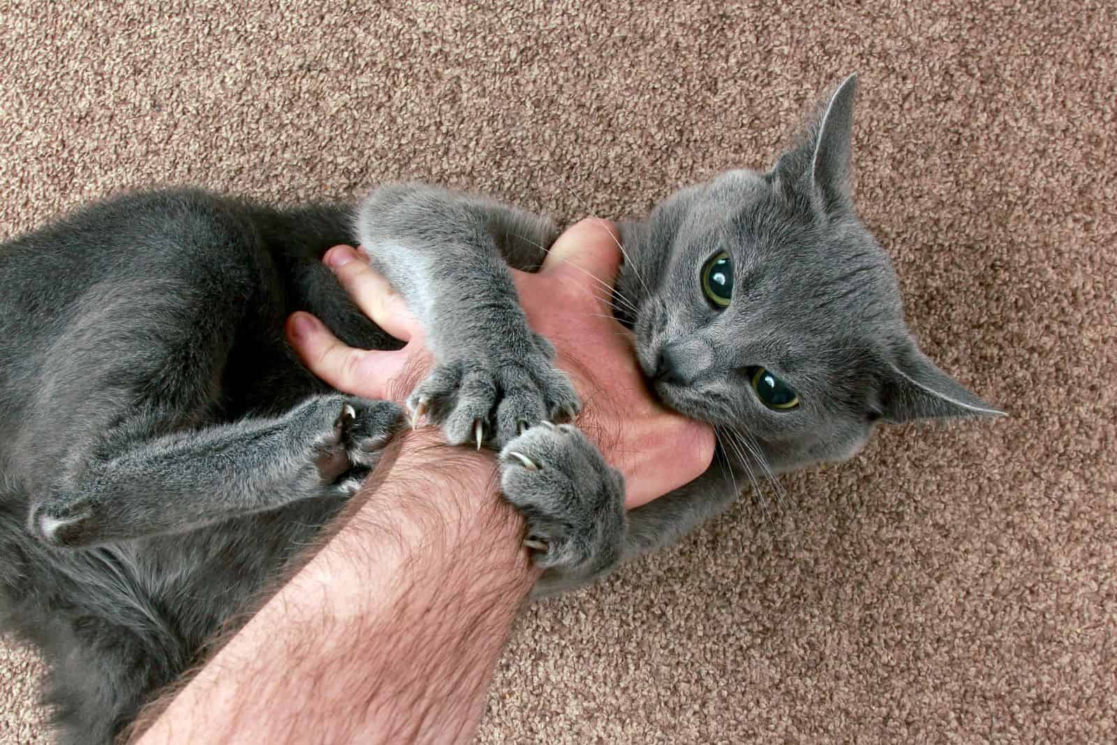 man with grey cat