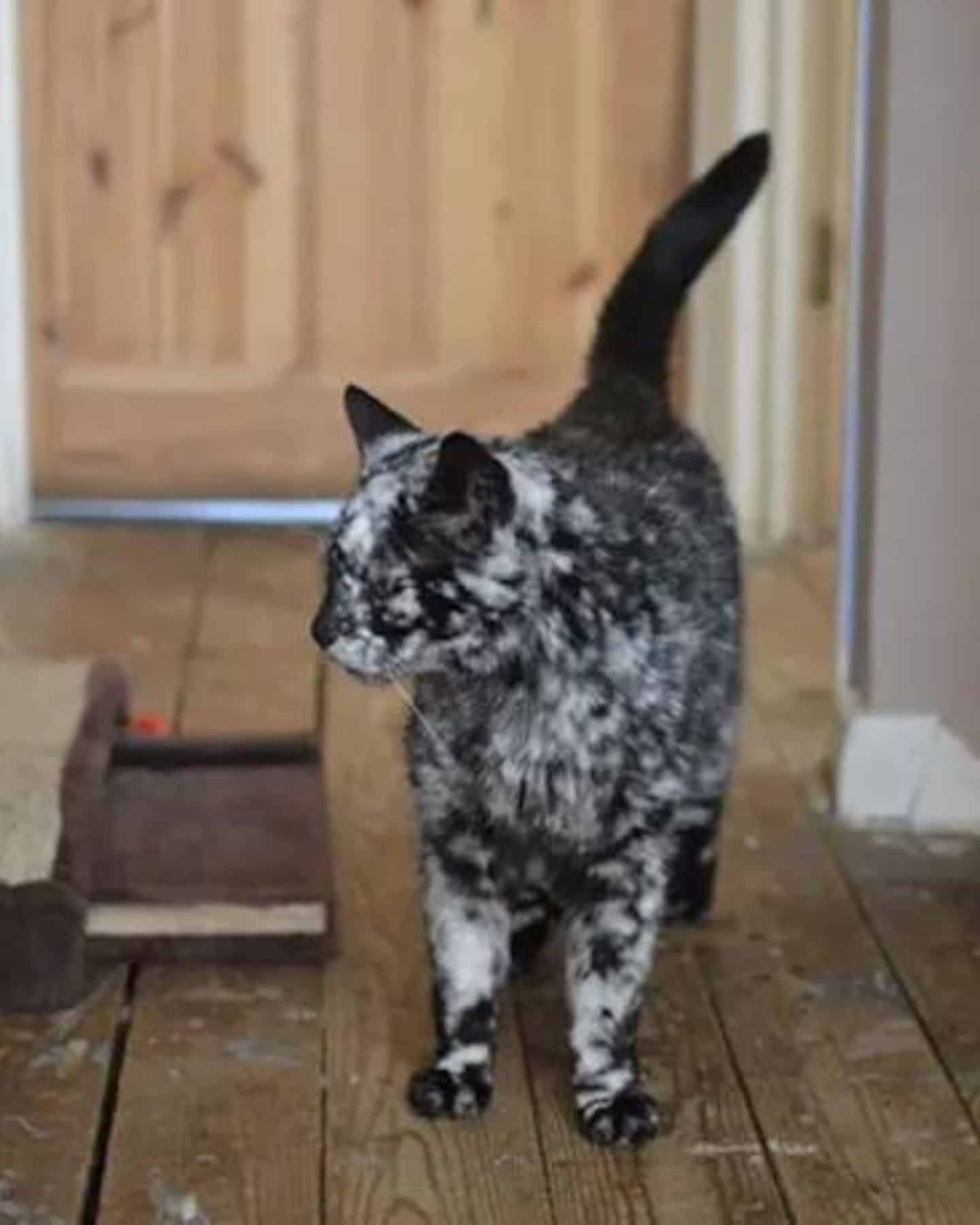 marble cat in a hall