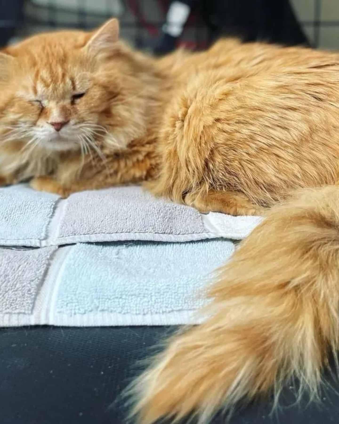 oragne cat sleeping