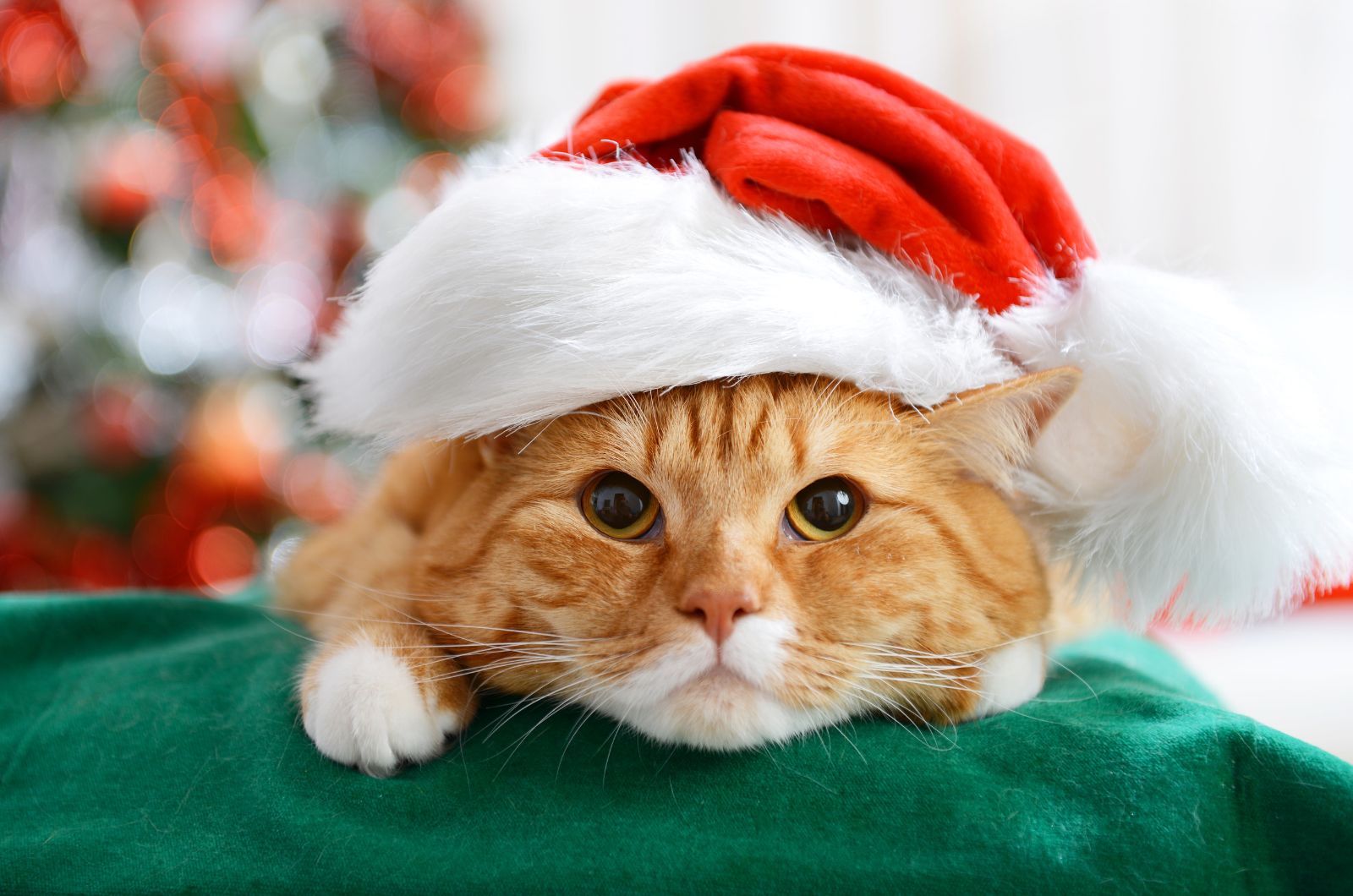 orange cat in christmas hat