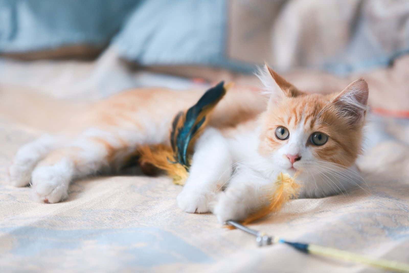 orange cat laying down