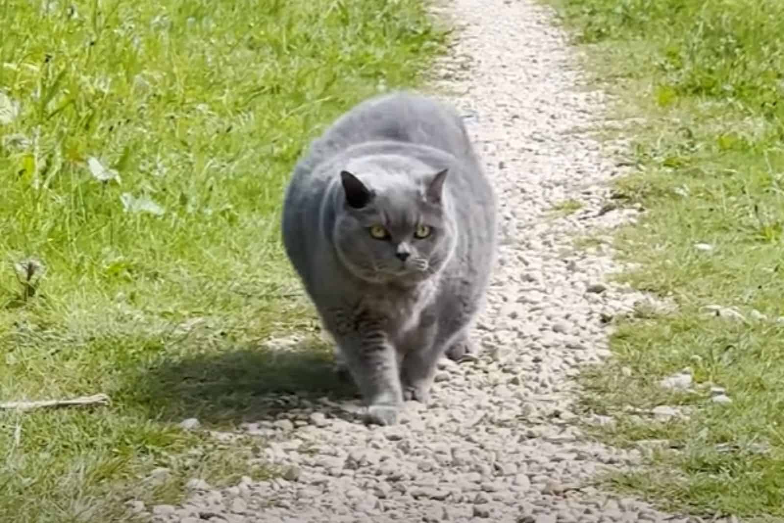 overweight cat walking