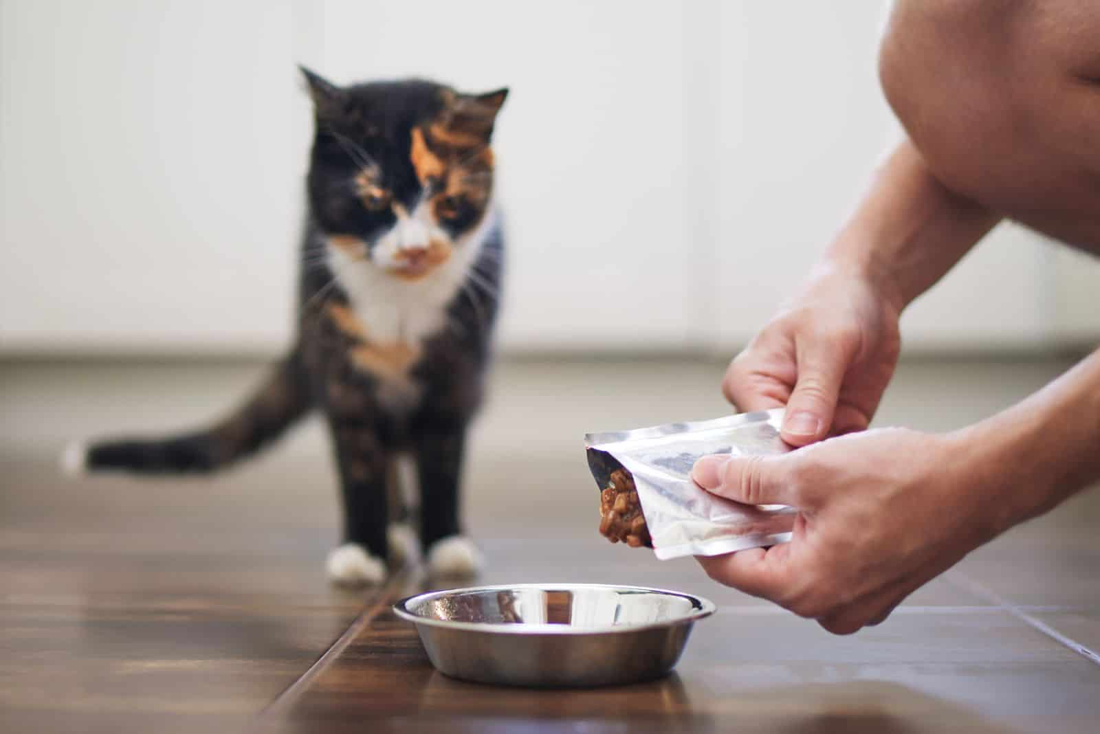 owner feeding a cat