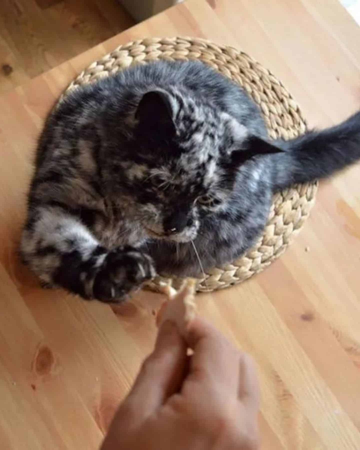 owner giving hand to marble cat