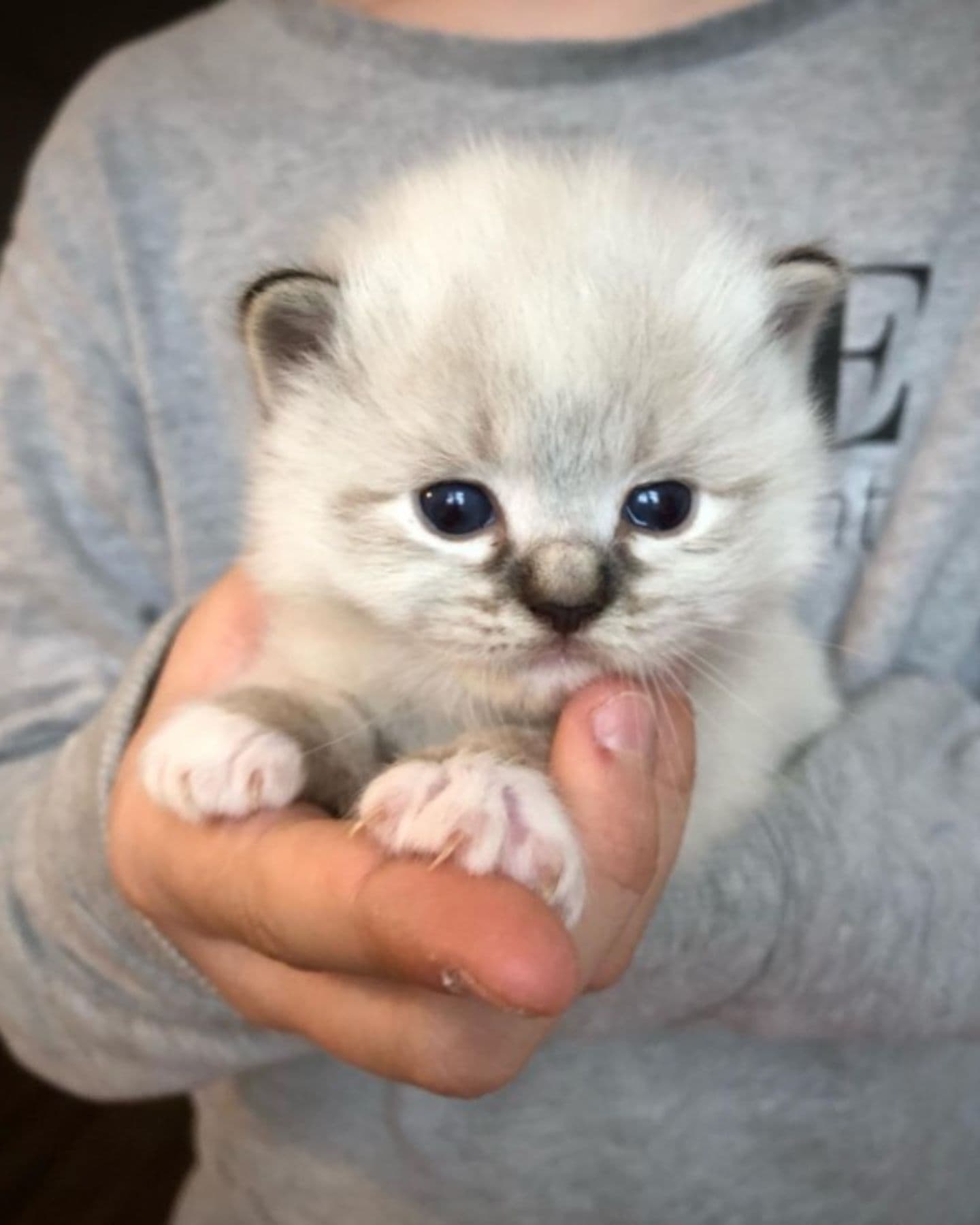 owner holding ragdoll kitten