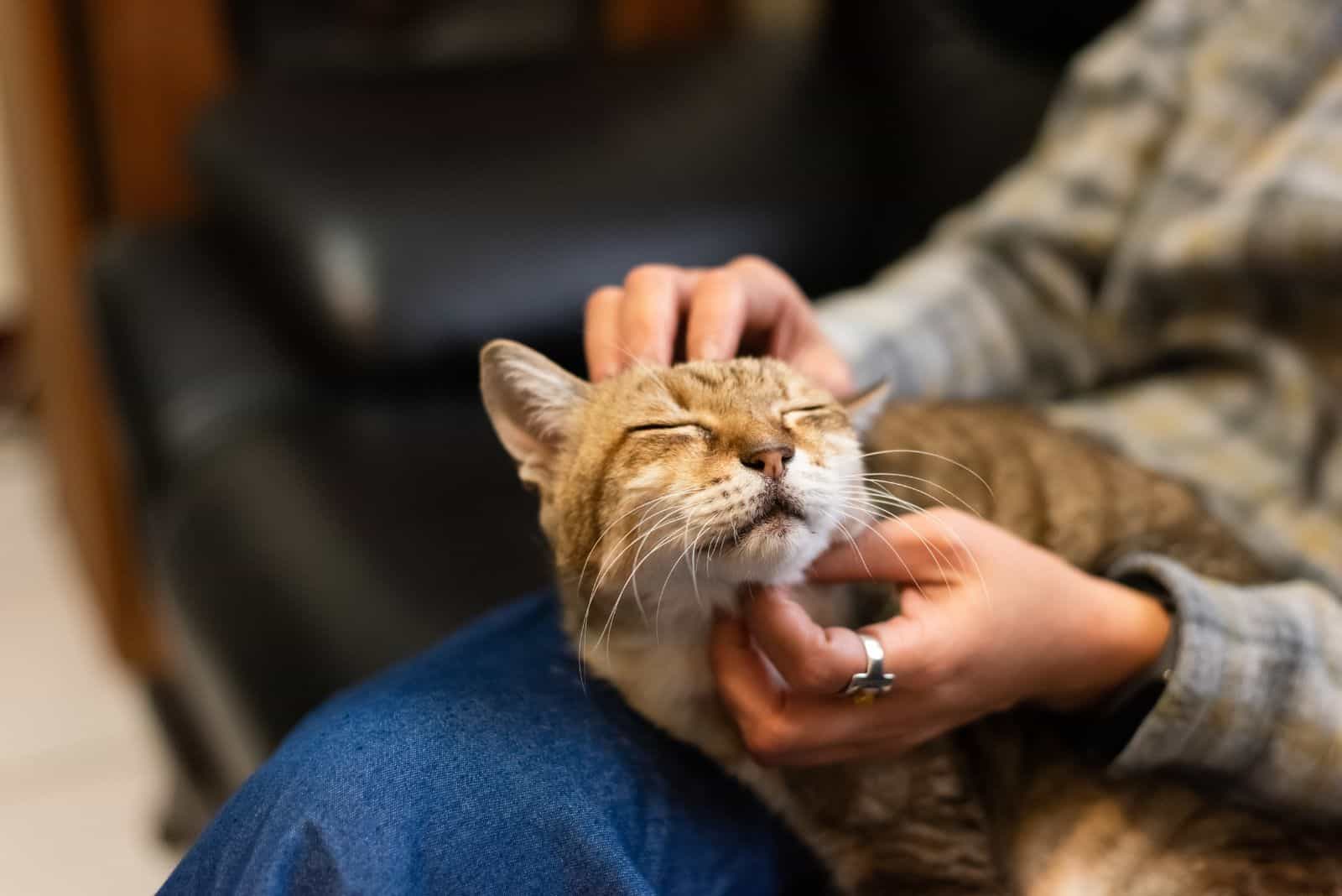 owner petting own cat
