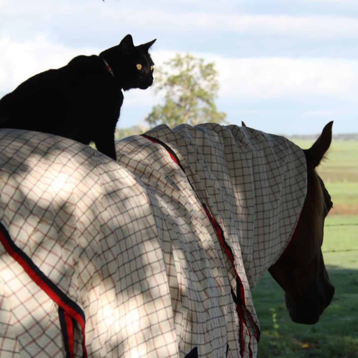 photo of a black cat sitting on horse