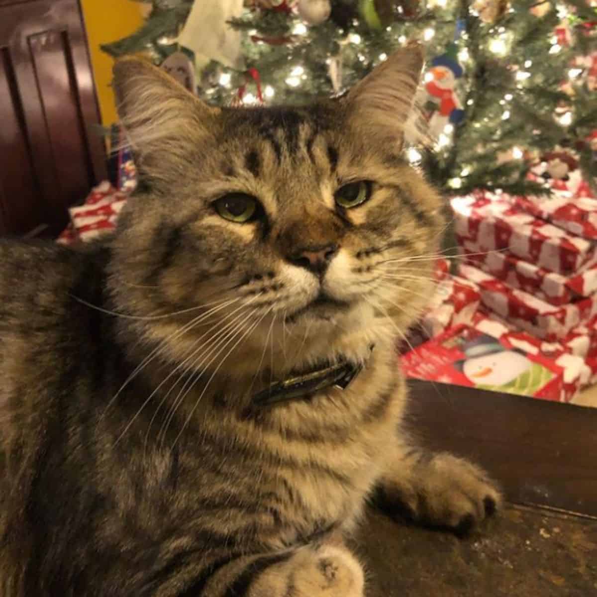 photo of a senior cat next to a christmas tree