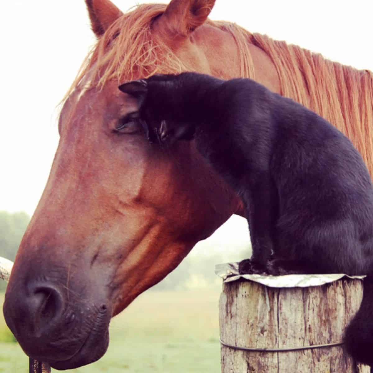 photo of black cat next to a horse