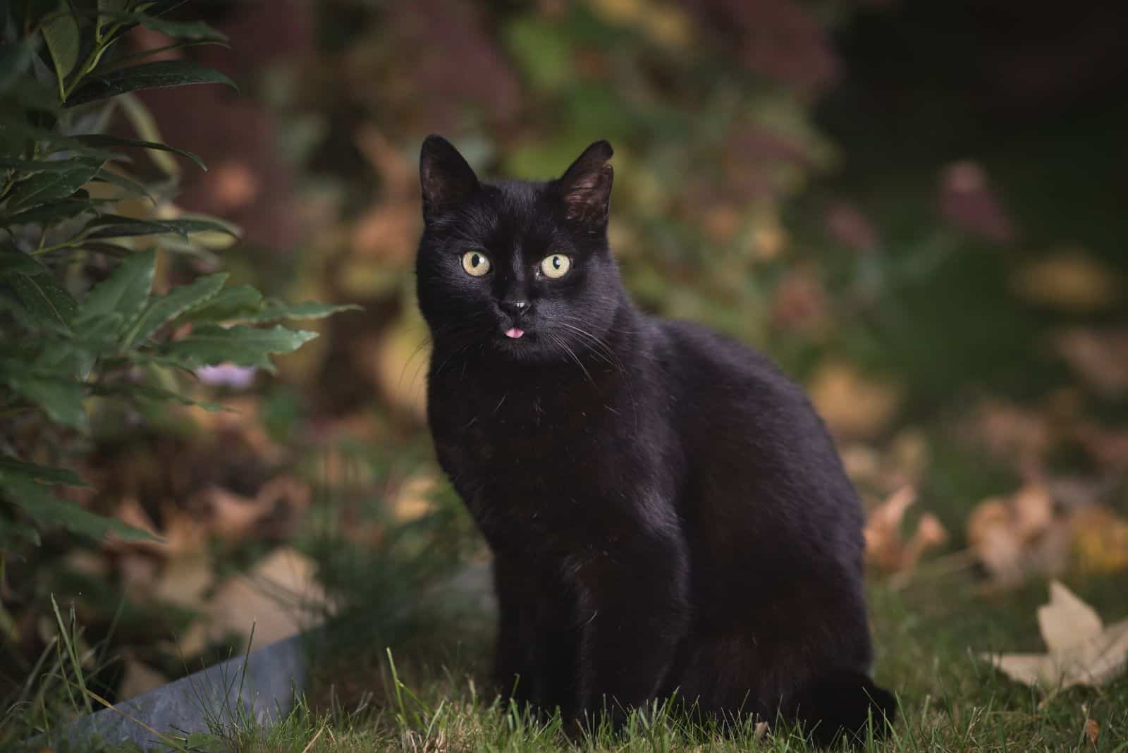 photo of black cat