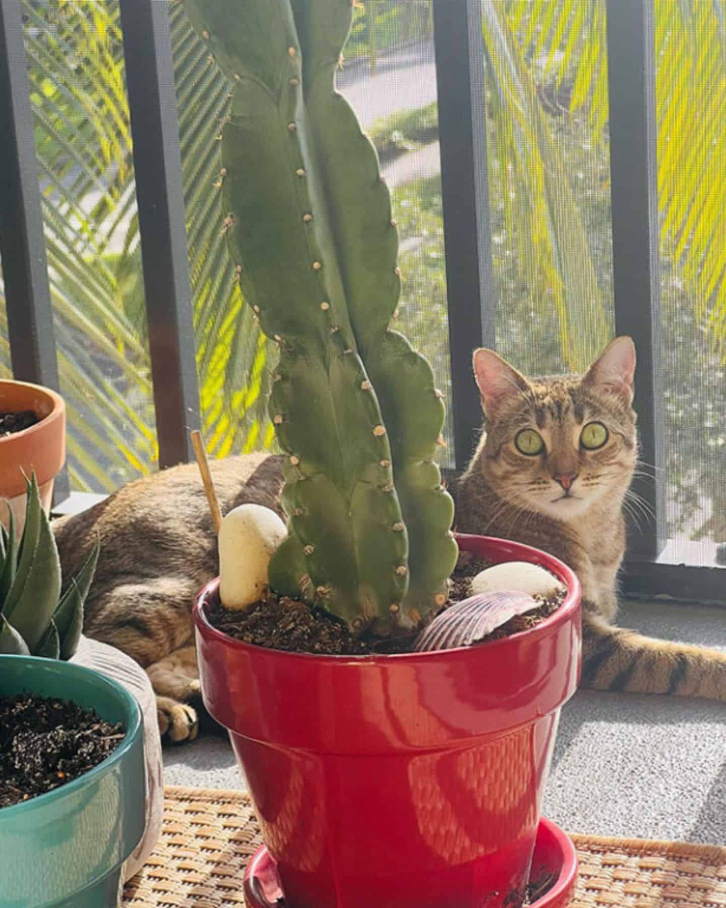 photo of cat and cactus in a red pot