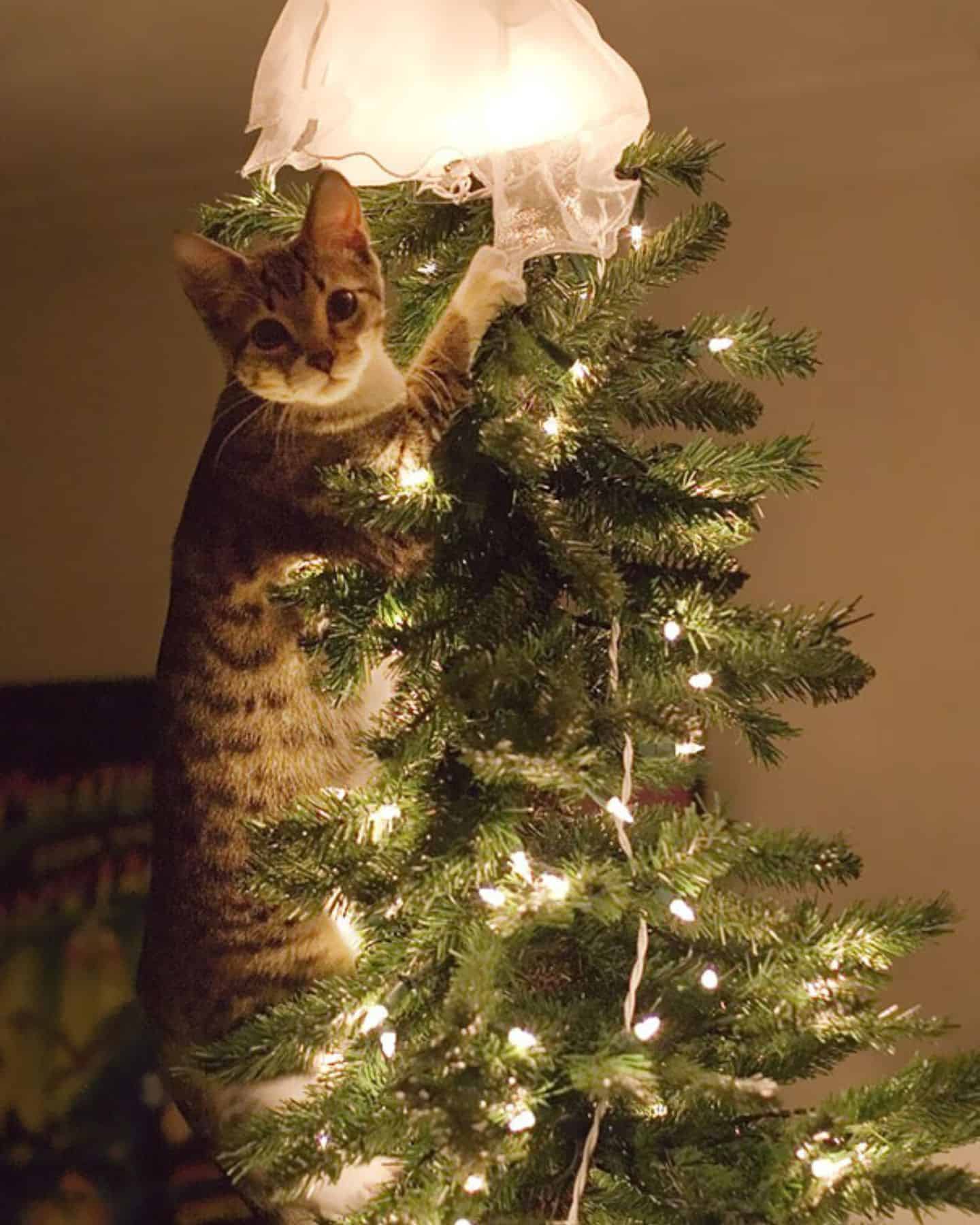 photo of cat climbing christmas tree