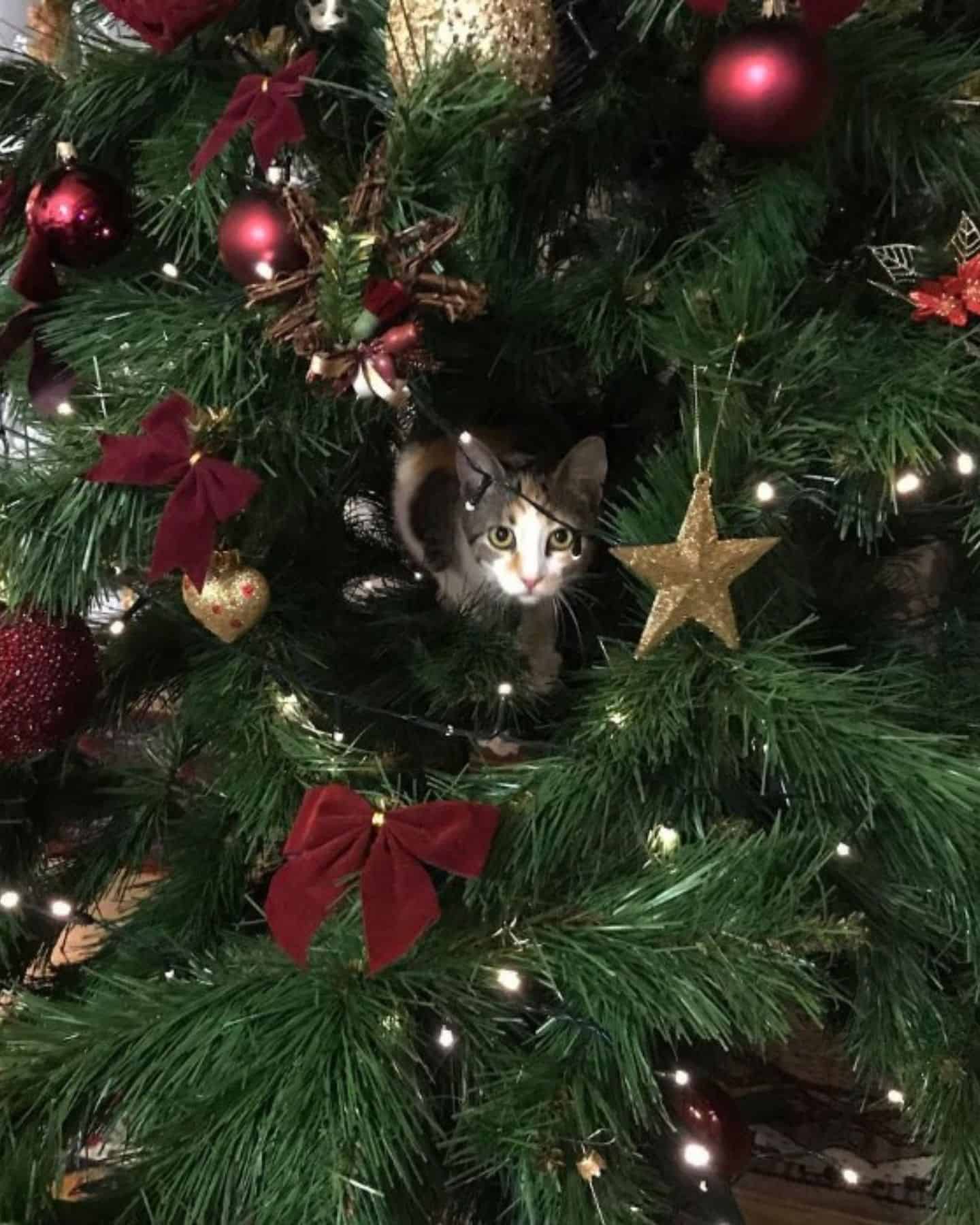 photo of cat in a christmas tree with ornaments