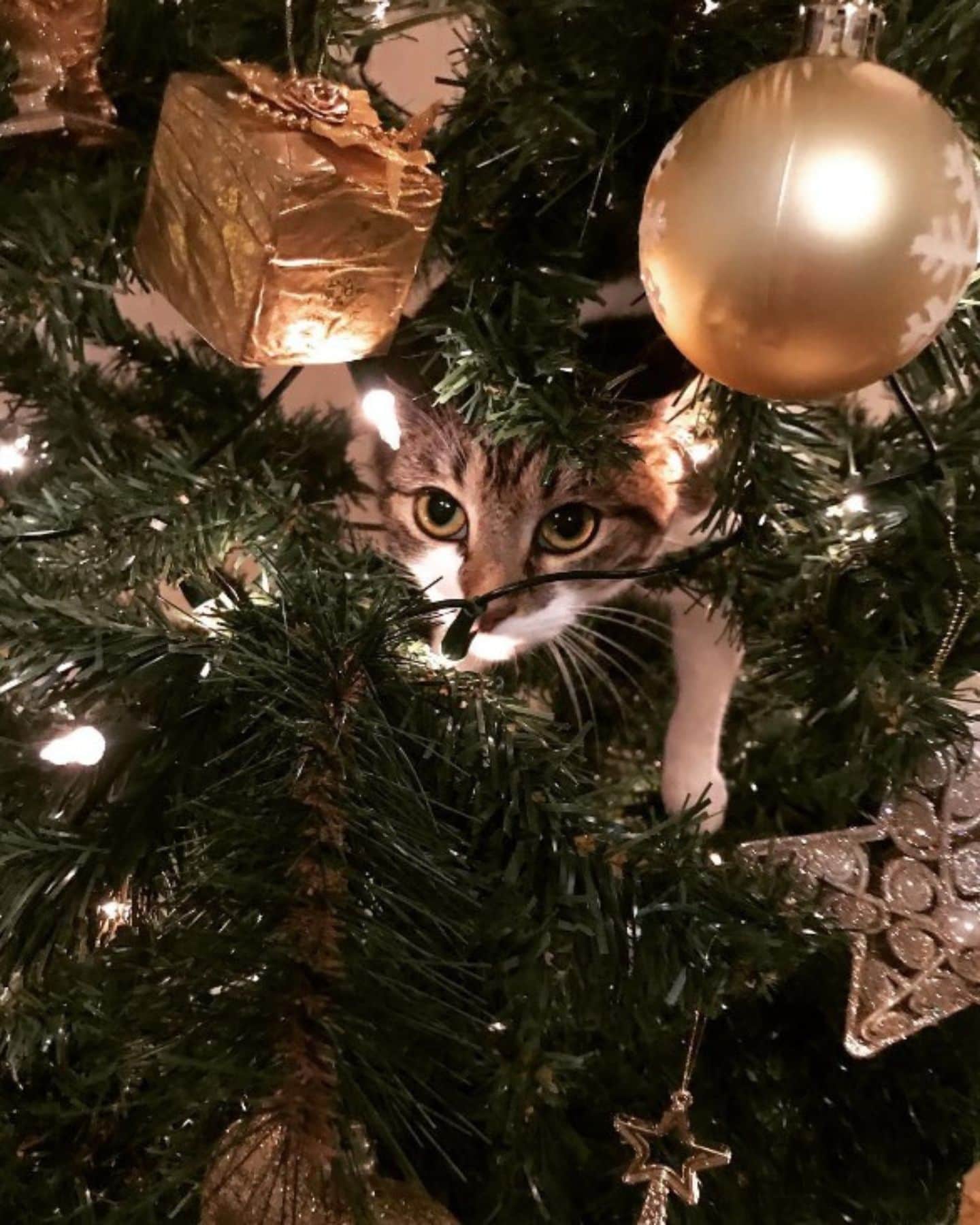 photo of cat lying in a christmas tree
