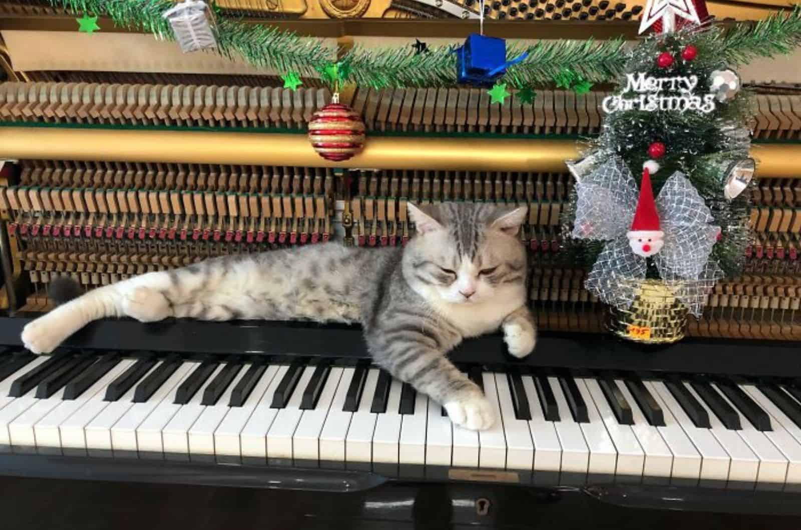 photo of cat lying on piano