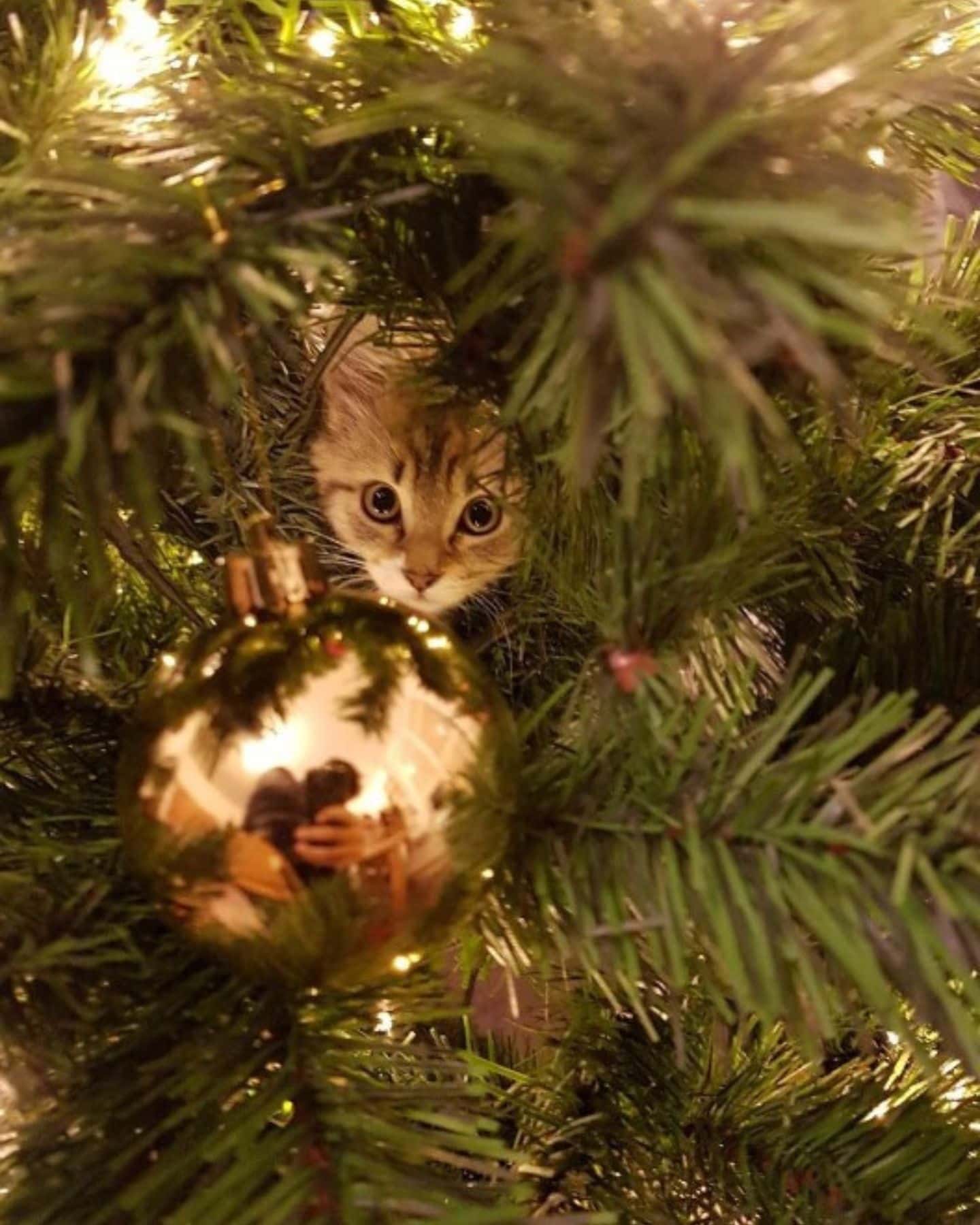 photo of cat peeking from a christmas tree