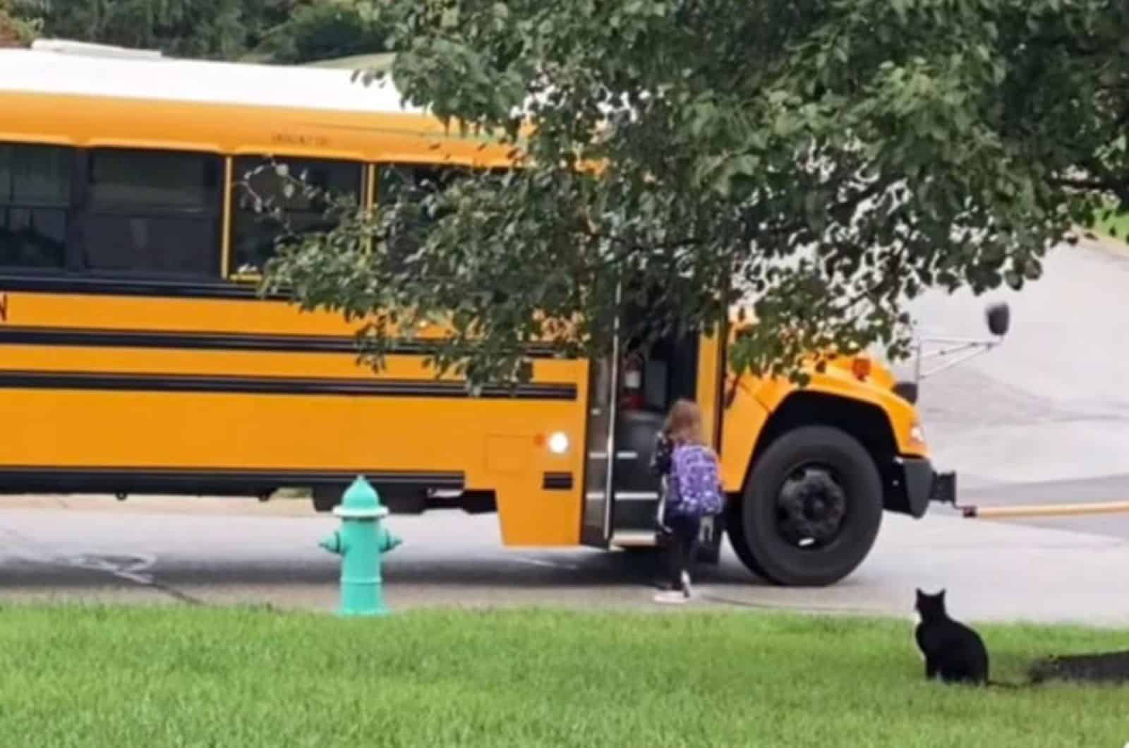 photo of cat sitting by school bus