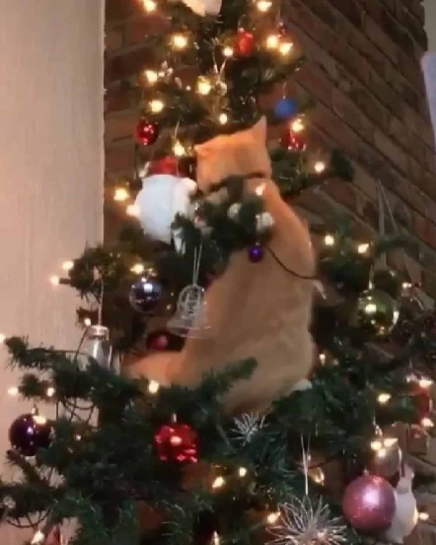 photo of ginger cat in a christmas tree