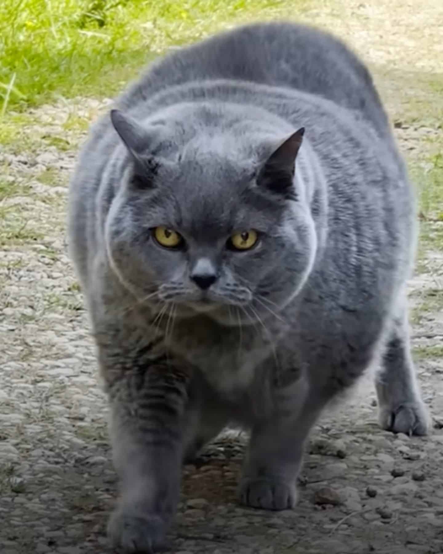 photo of overweight senior cat walking