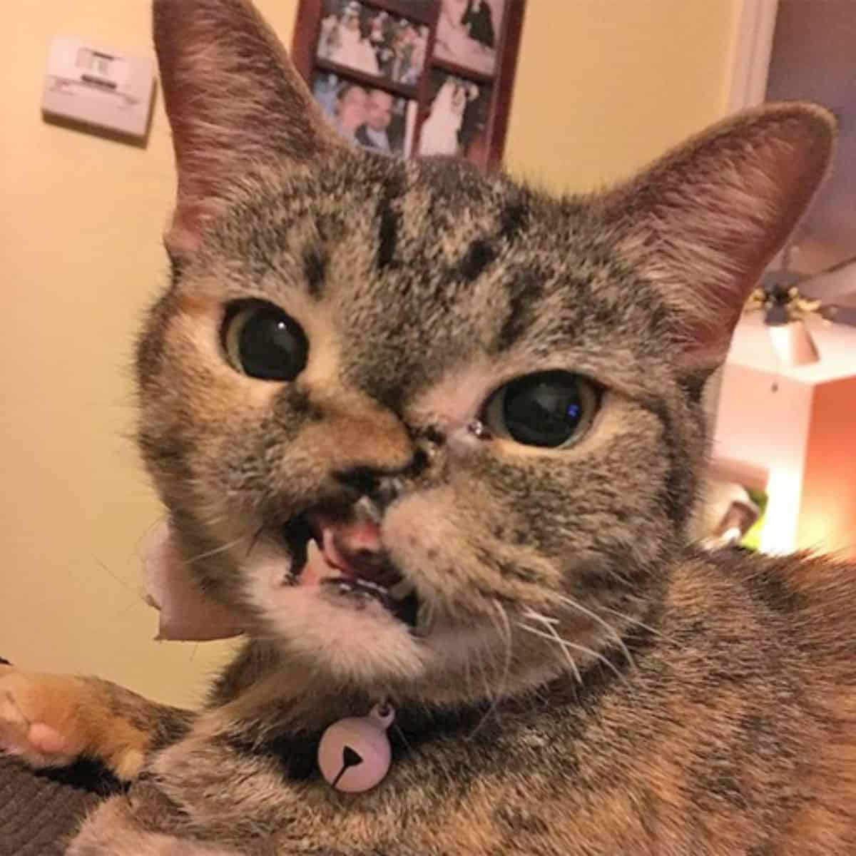 photo of tabby cat shot in the face