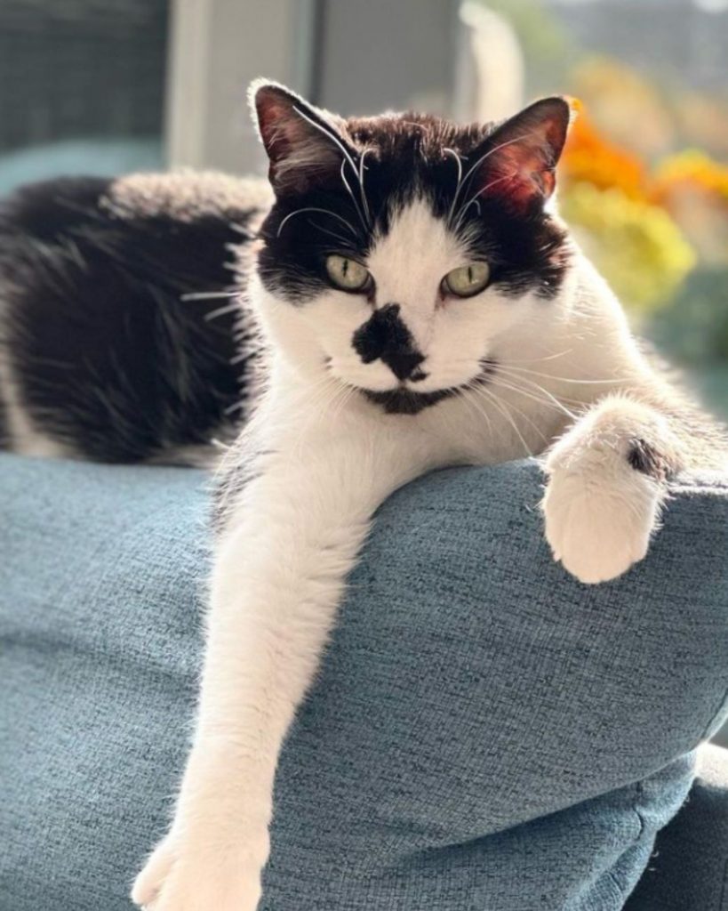 portrait of Tuxedo Kitty lying on a pillow