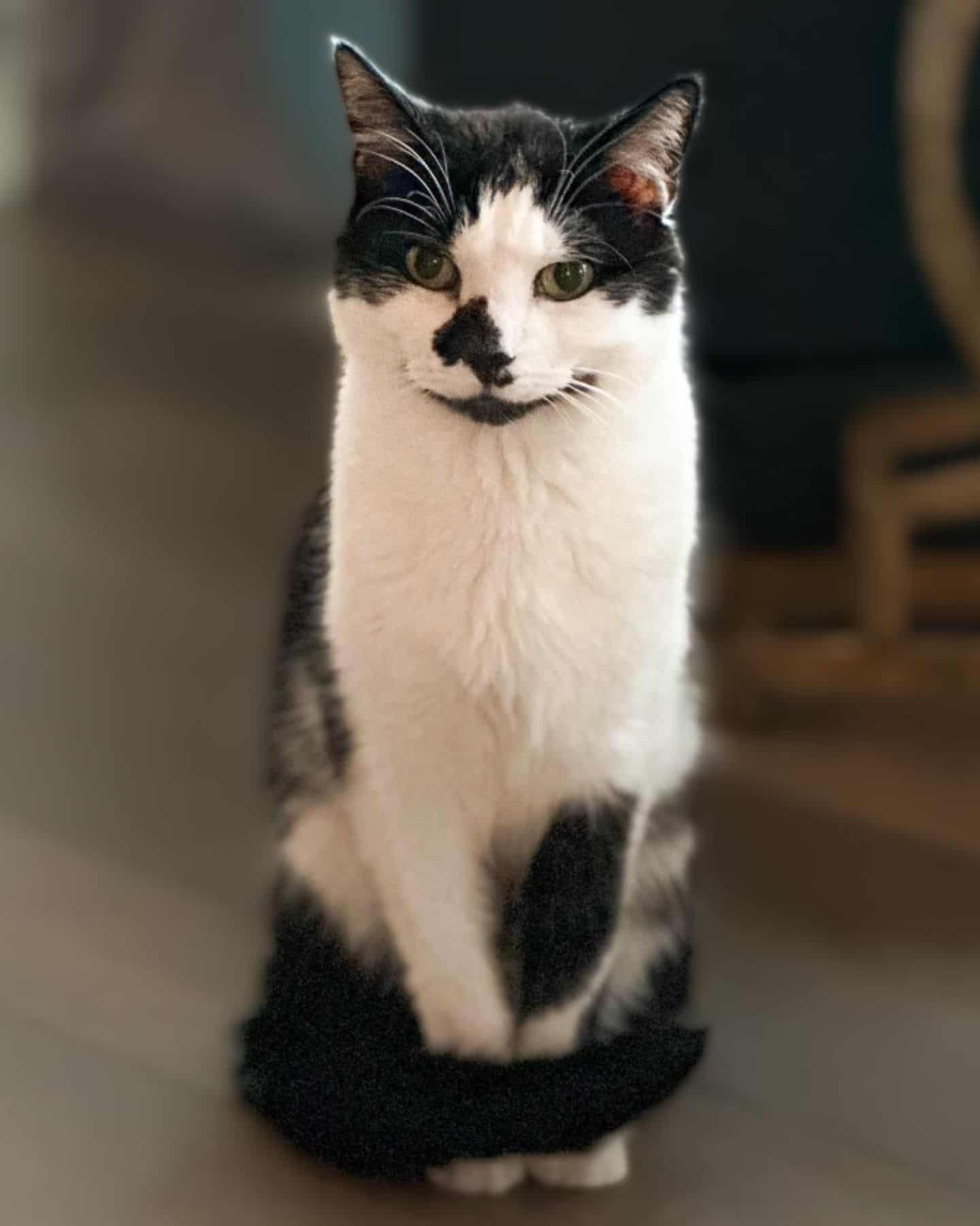 portrait of Tuxedo Kitty