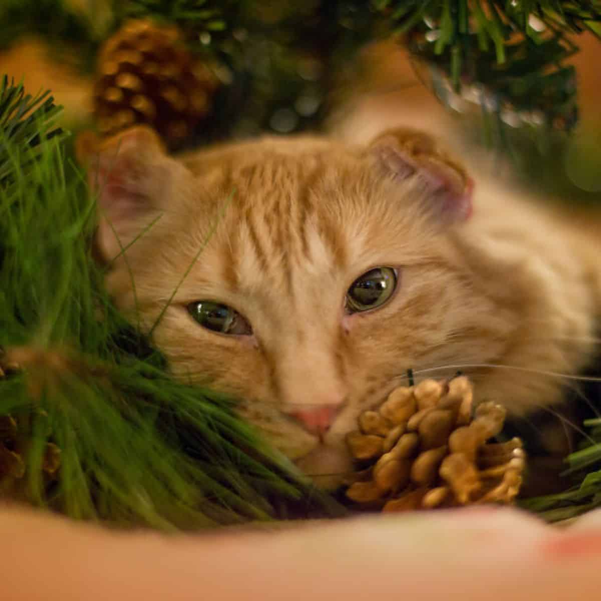 portrait of a beautiful cat among pine cones and a fir tree