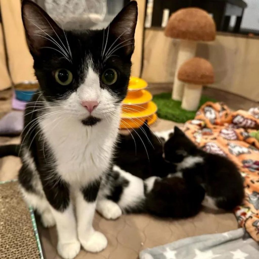 portrait of a black and white cat caring for her kittens
