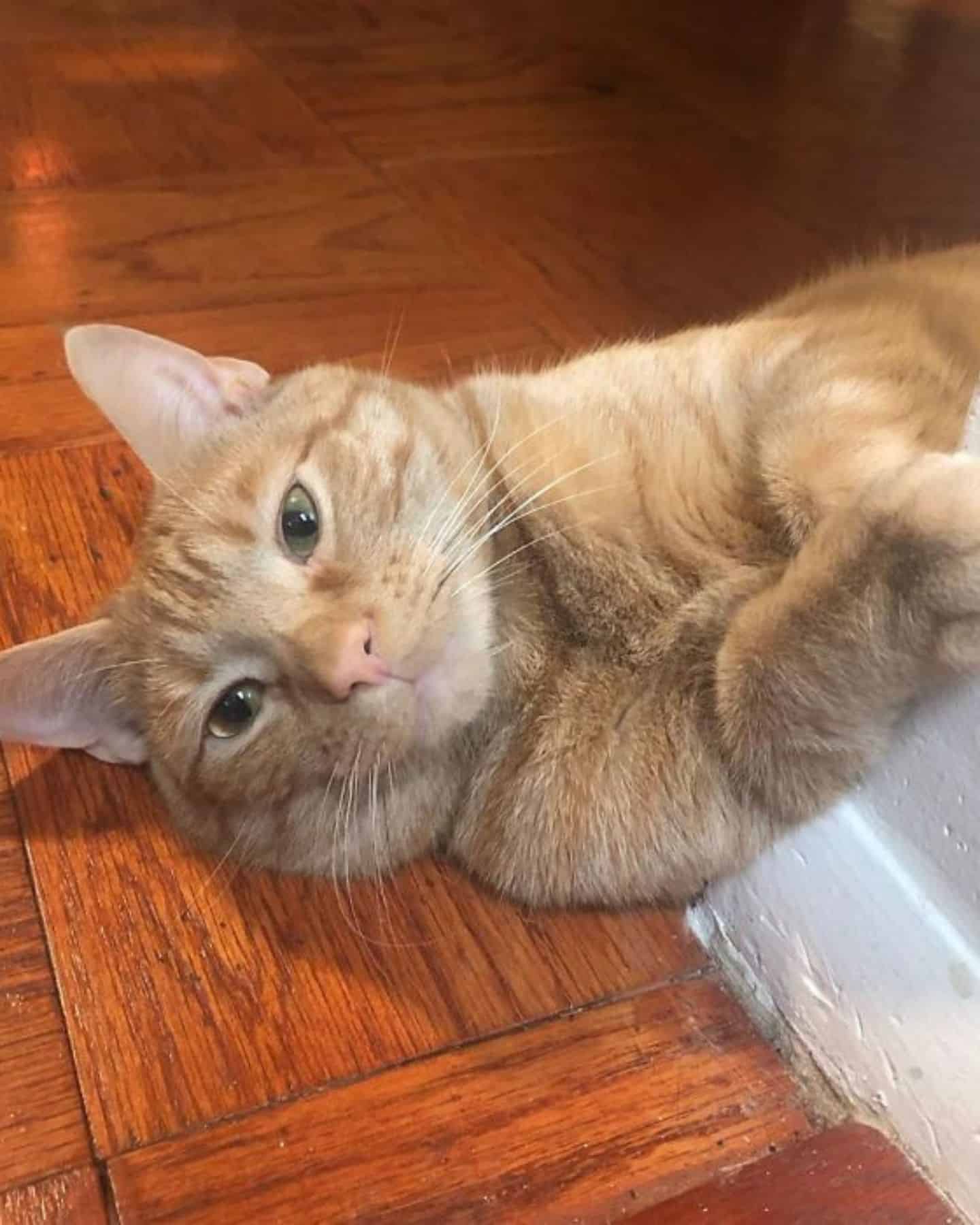 portrait of a cat lying on the floor