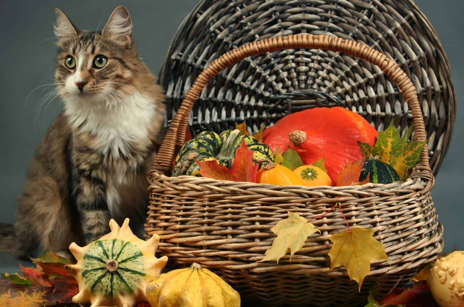 portrait of a cat next to a basket of vegetables