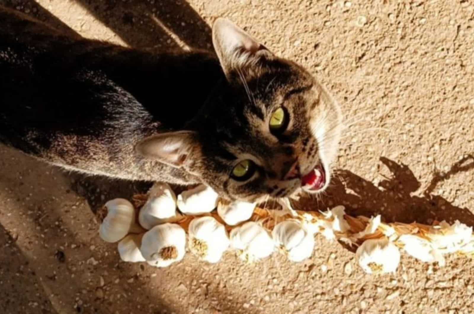 portrait of a cat next to a wreath of garlic