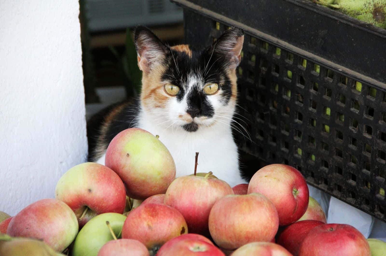 portrait of a cat next to apples