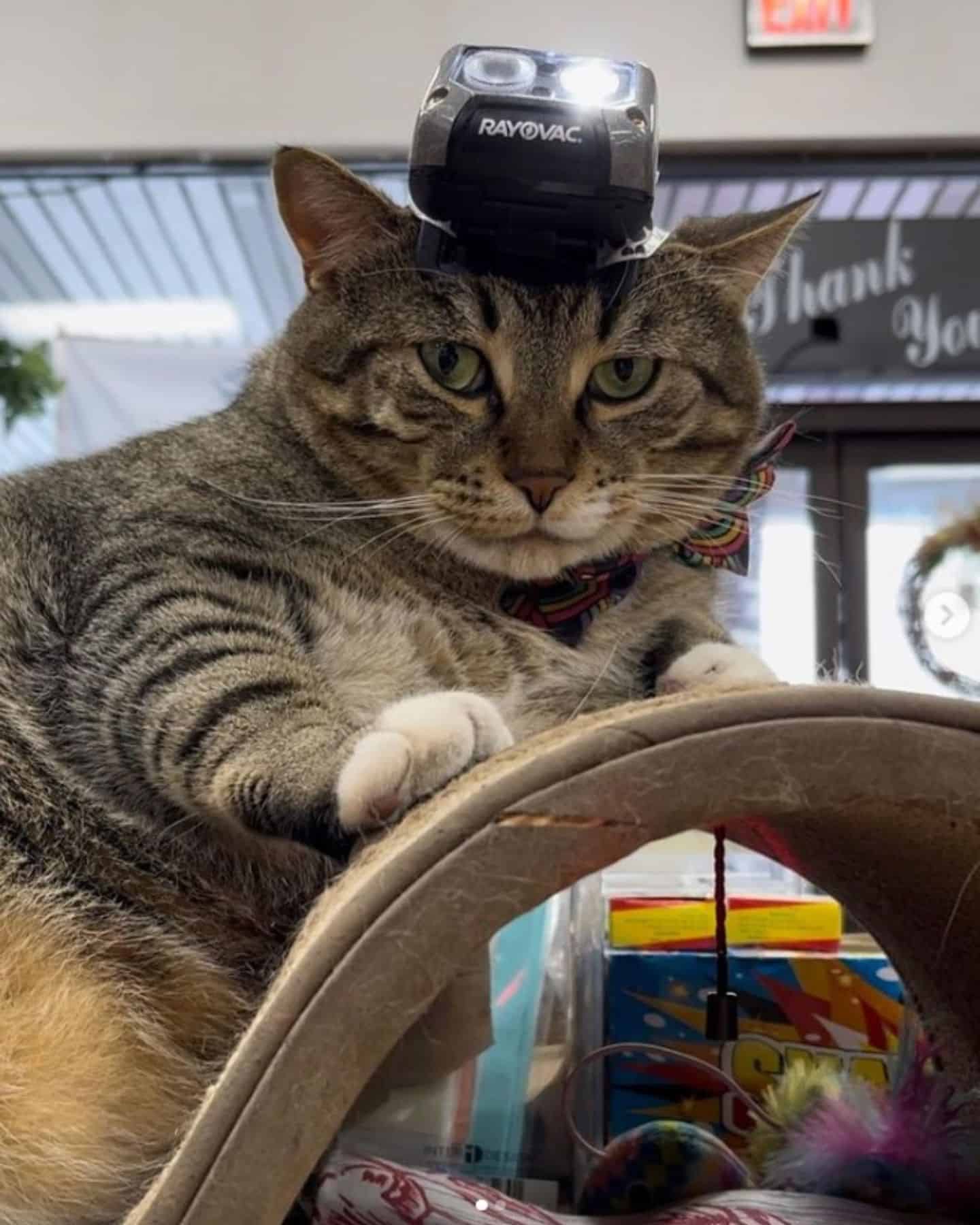 portrait of a cat with a lamp on its head
