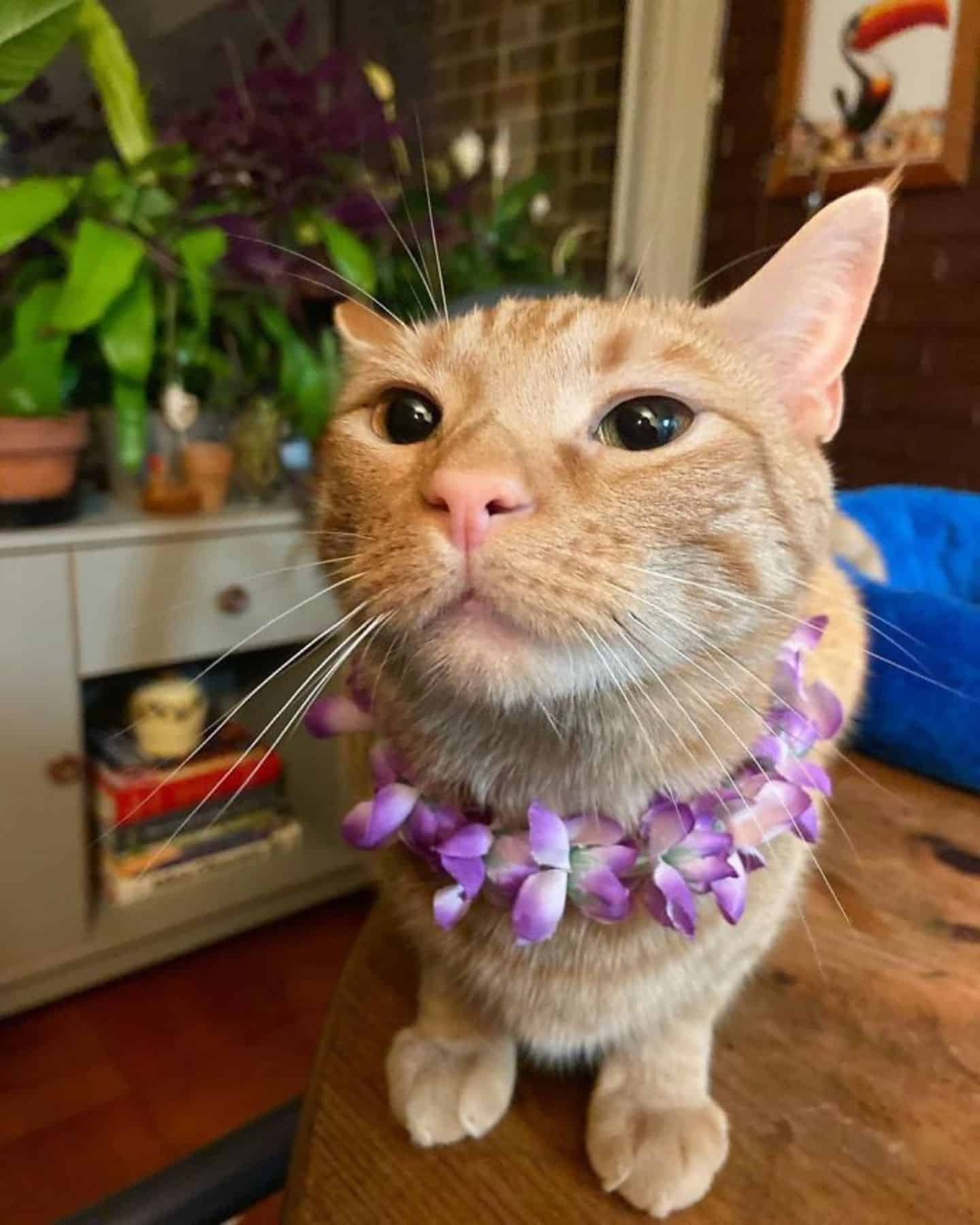 portrait of a cat with a necklace of flowers
