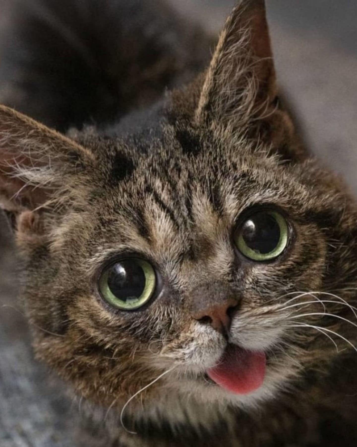 portrait of a cat with green eyes and tongue out