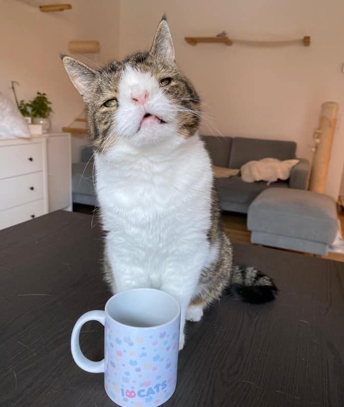 portrait of a cat with special needs sitting on a table