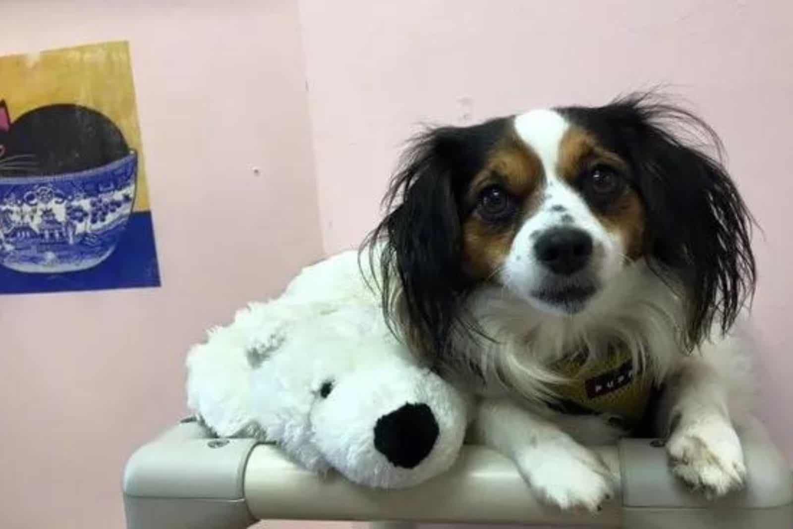 portrait of a dog with a teddy bear