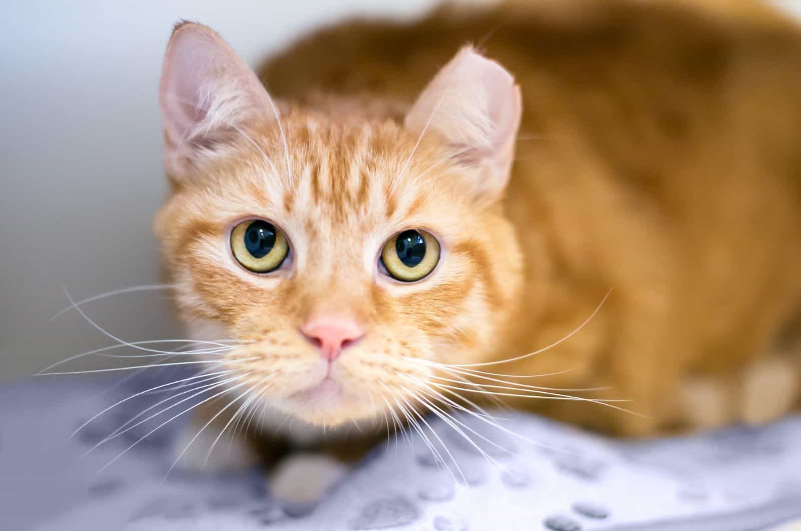 portrait of a yellow cat without the tip of one ear
