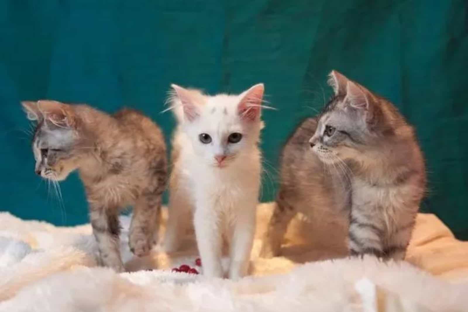 portrait of three cute cats