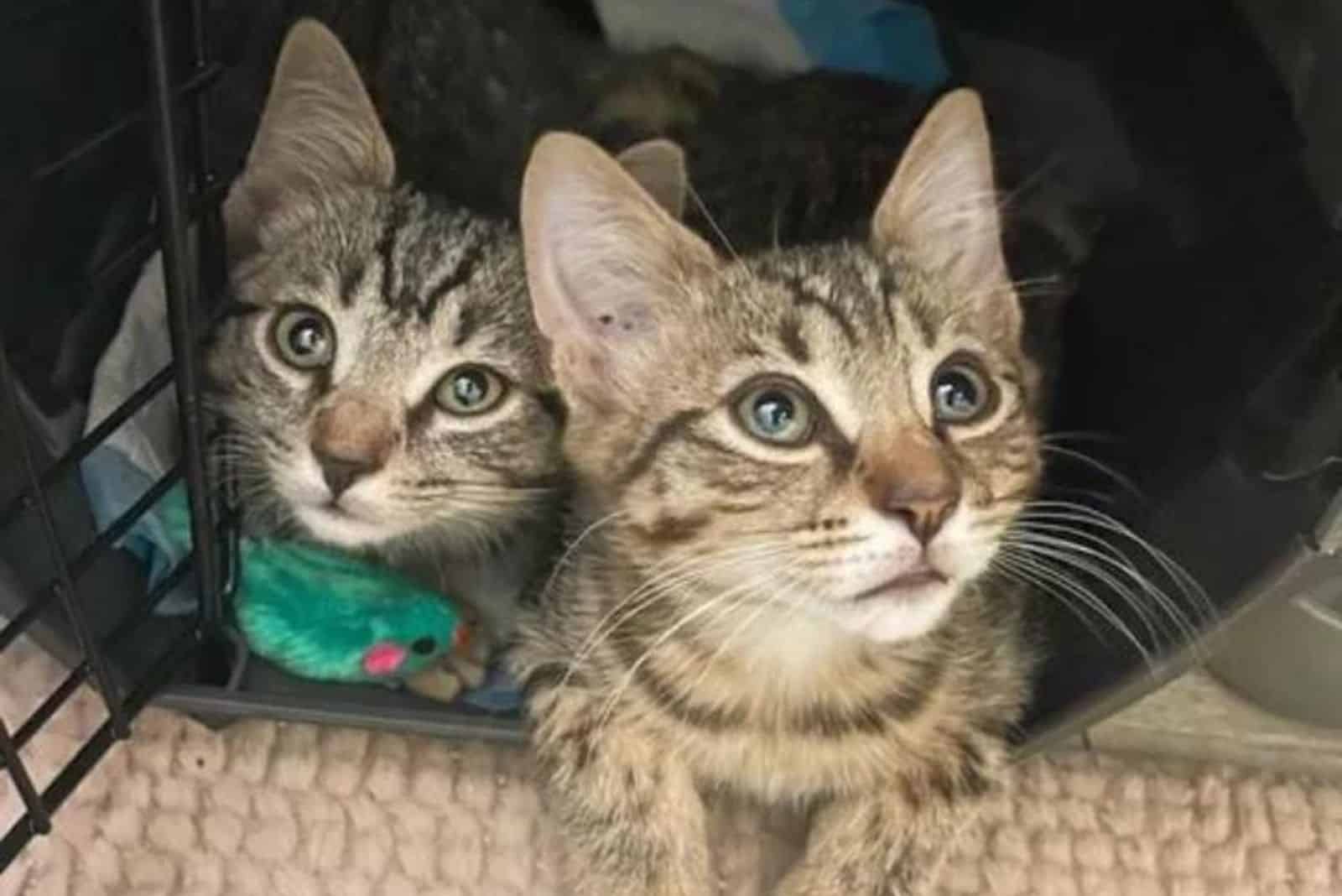 portrait of two kittens